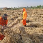 Progressive Universal Society is currently engaged in wheat harvesting